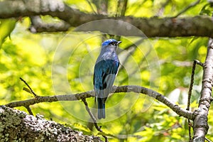 Blue bird on a branch of tree