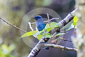 Blue bird on a branch of tree