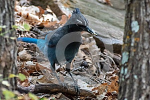 Blue bird with a bug in his beak