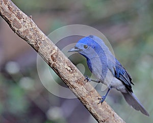 Blue bird called Black naped monarch sitting on a perch