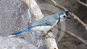 Blue bird (Calocitta formosa) perching on a branch