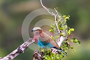 A blue bird on a dry tree. Tarangire, Tanzanya