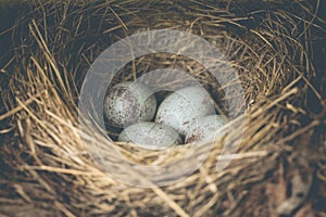 Blue Bird Eggs