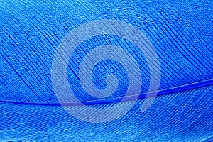 Blue bird feather texture for background, macro