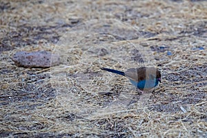 Blue bird in Gheralta in Northern Ethiopia, Africa