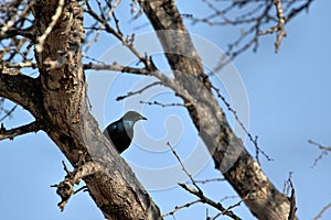 Blue bird glossy cape starling lamprotornis nitens, South Africa