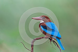 Blue bird, Halcyon smyrnensis calmly perching on curve wooden branch expose against soft green background