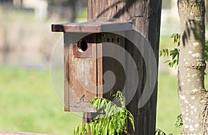 A blue bird house on a telephone pole along a country road.