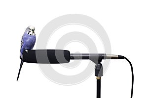 Blue Bird Microphone