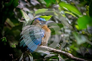 Blue bird in nature