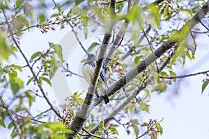 Blue bird parent and child on a branch of tree