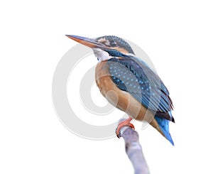 Blue bird perching on wooden branch isolated on white background, female of common kingfisher