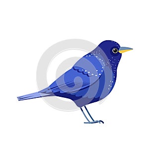 Blue bird or purple thrush, side profile. Cartoon, flat style vector illustration isolated on a white background