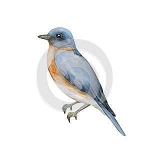 Blue bird with red breast in vintage style. Watercolor illustration hand painted isolated on white background for print