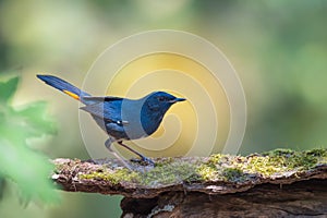 Blue bird resting on beautiful branch with lichen and orchid.