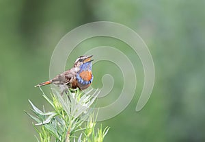 Blue bird sings on a branch of wormwood in the summer
