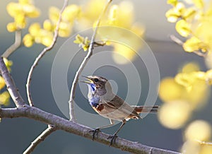 Modrý pták zpívá v jaro zahrada na kvetoucí strom 
