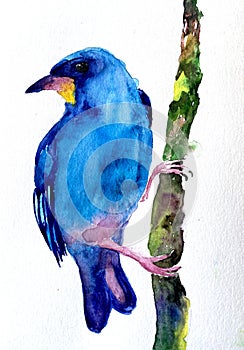 Blue bird sits on a tree watercolor