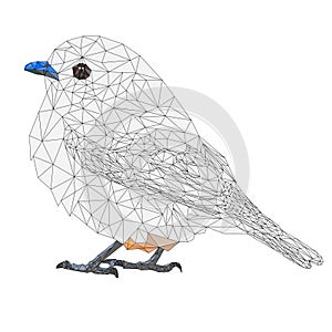 Blue.bird small thrush outline low-polygon on a white background vintage vector illustration editable hand draw