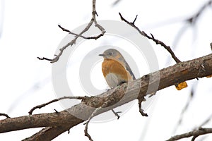 Blue Bird at Springtime in a Tree