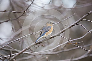 Blue Bird at Springtime in a Tree