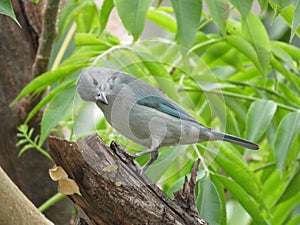A blue Bird - Thaurapis