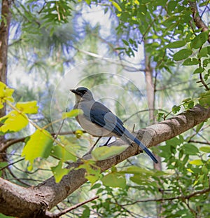 Blue Bird in a tree of a green forest in Mexico photo