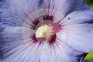 `Blue bird` tree hollyhock