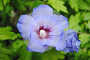 `Blue bird` tree hollyhock photo