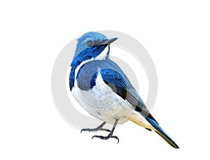 Blue bird, Ultamarine Flycatcher (superciliaris ficedula) fully