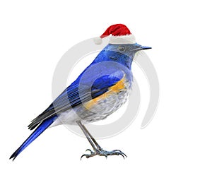 Blue bird wearing Santa Claus red hat for Christmas season greet