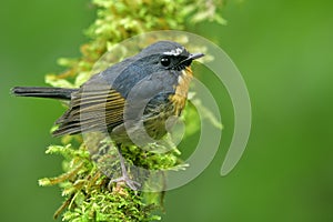 Blue bird with white eye brows perching on mossy branch over fin