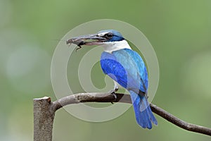 blue bird with white feathers and large beaks picking cricket meal for its chick on feeding day, Collared Kingfisher