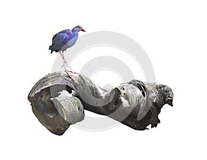 Blue bird on wood isolated