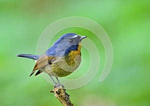 Blue bird with yellow chest and white brows perching on the bran