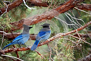 Blue birds