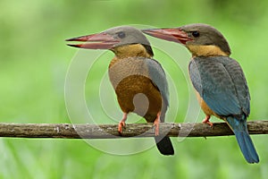 blue birds with brown chest to belly, red beaks, orange foot, and big eyes together perching on dired wooden stick, Stork-