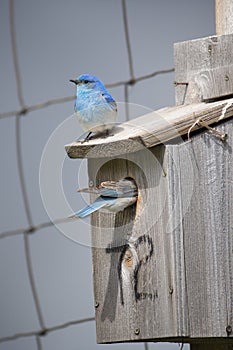 Blue birds preparing their nest