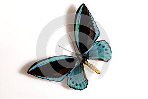 Blue Birdwing (Ornithoptera priamus urvil) photo