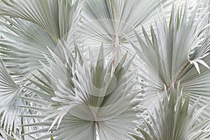 Blue bismarck palm tree background photo