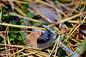 Blue-black beetle anoplotrupes stercorosus