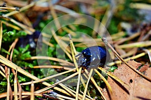 Blue-black beetle anoplotrupes stercorosus