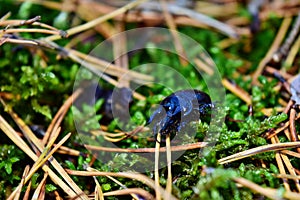 Blue-black beetle anoplotrupes stercorosus