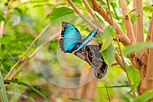 Blue-black butterfly sits on a second butterfly, which has closed its wings. Background brown tree with green leaves.