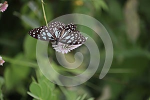 blue and black butterfly sitting on a flower