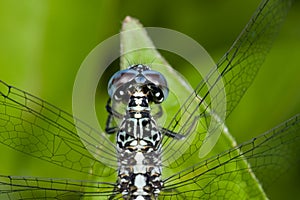 A blue and black dragonfly