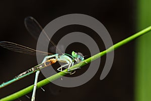 A blue and black dragonfly
