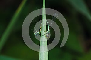 A blue and black dragonfly