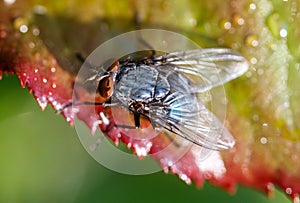 A blue and black fly is sitting on a leaf