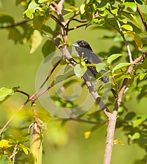 Blue-black Grassquit bird photo